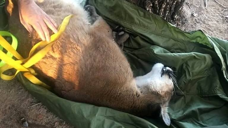 O puma foi solto na floresta depois de recobrar a consciência