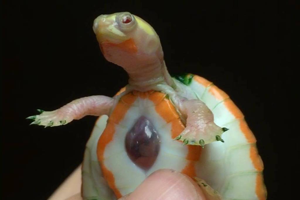 Сердце черепахи поделено на два. Красноухая черепаха альбинос. Черепаха Хоуп. Черепаха с открытым сердцем.