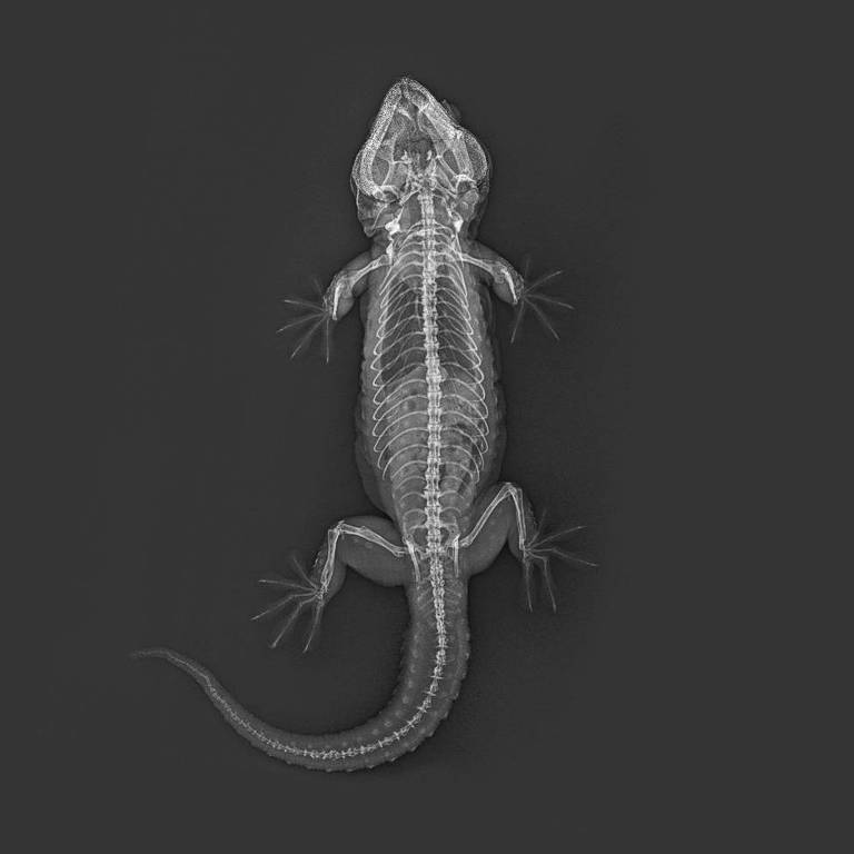 Imagem de raio-x da lagartixa-tokay (Gekko gecko)