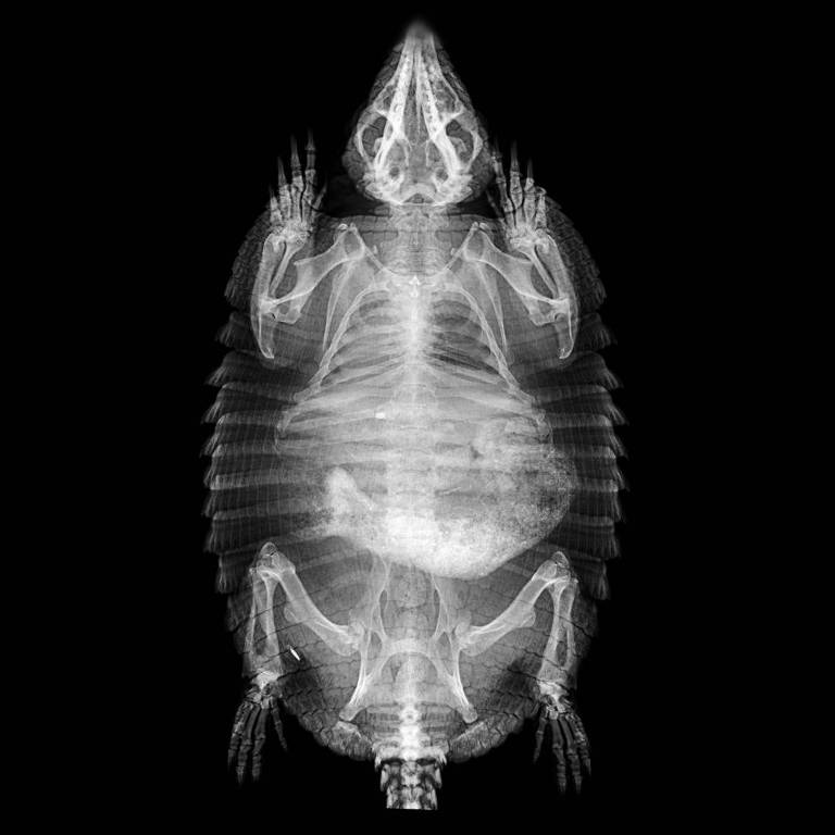 Imagens de animais do  zoológico ZSL de Londres em raio-X