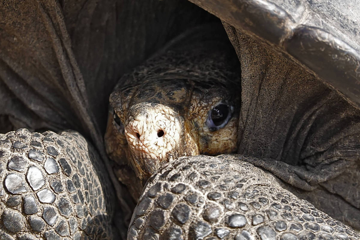 Tartaruga gigante de Galápagos considerada extinta há um século é ...