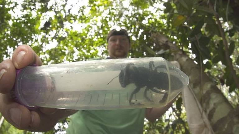 Expedição em ilha da Indonésia encontrou um único exemplar da abelha gigante de Wallace