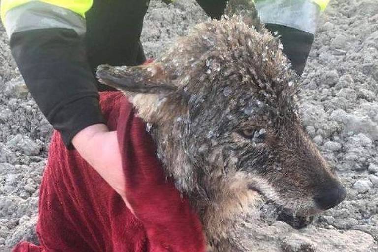 Operários resgatam 'cão' de rio congelado e descobrem que era um lobo