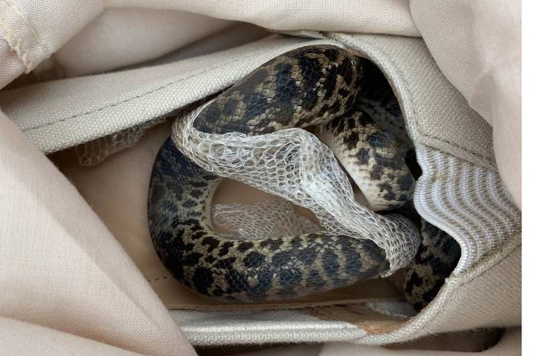  Cobra píton, que foi encontrada dentro de mala após viagem à Austrália
