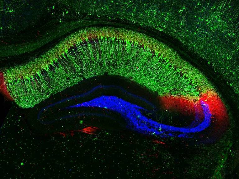 Imagem fluorescente do hipocampo de um camundongo; a região é associada à formação de memória