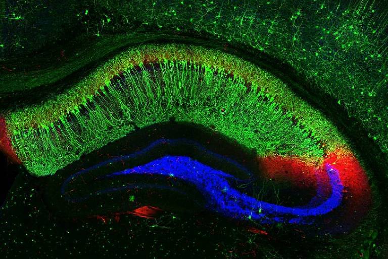 Imagem fluorescente do hipocampo de um camundongo; a região é associada à formação de memória