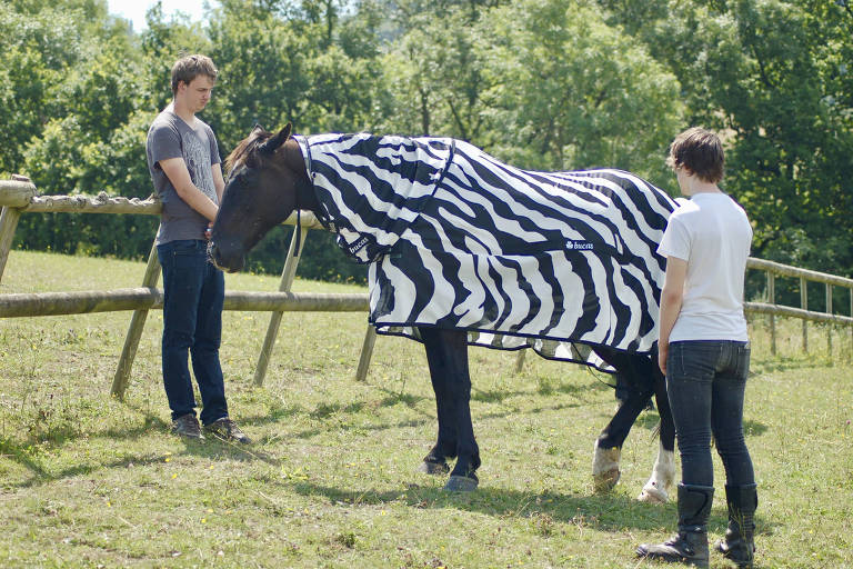 Cavalo vestido de zebra na Inglaterra