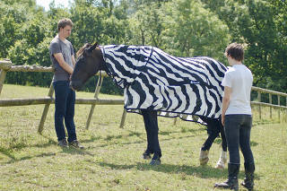 A horse dressed as a zebra to investigate fly behavior in England.