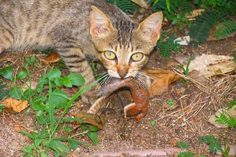 gato com lagarto na boca