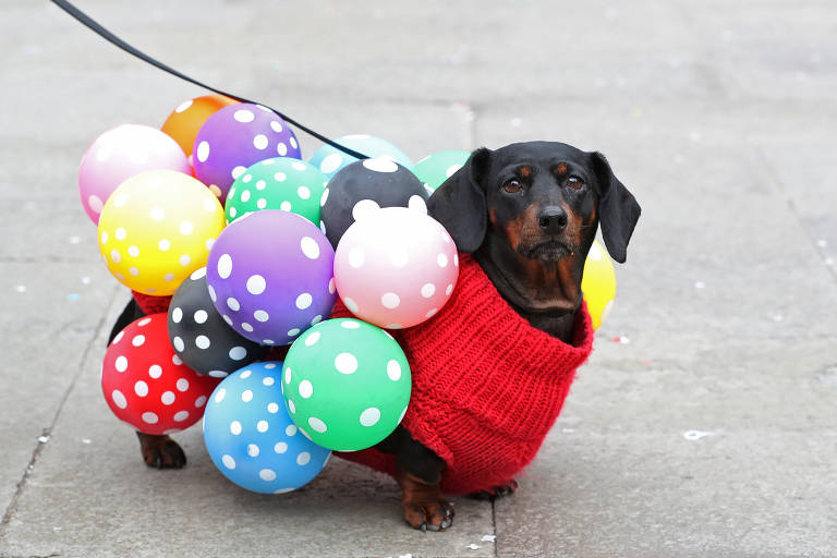 Carnaval dos cães