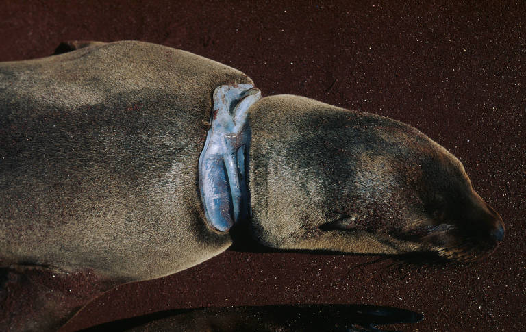 Leão-marinho-das-Galápagos (Zalophus californianus wollebaek) com anel de plástico em seu pescoço
