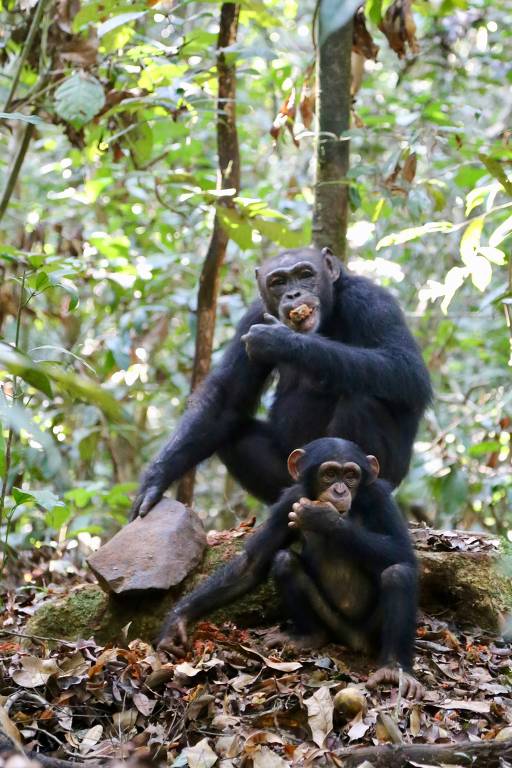 A cultura dos chimpanzés