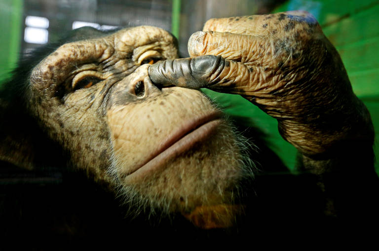 Mais de 500 imagens grátis de Chimpanzé e Macaco - Pixabay