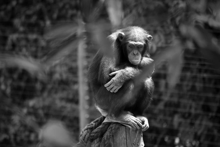 chimpanzé sentado em cima de uma pedra com os braços em torno do corpo