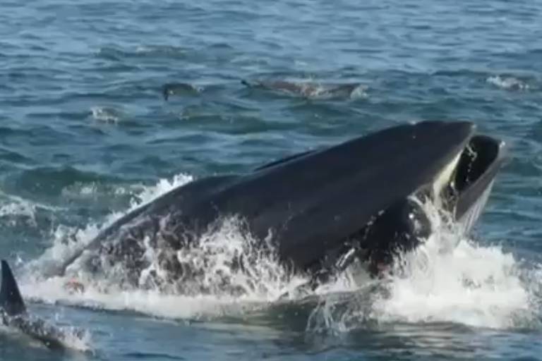 Mergulhador na boca de baleia na África do Sul