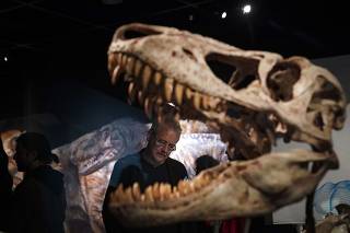New Exhibition At NYC's Museum Of Natural History Celebrates Tyrannosaurus Rex