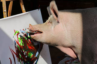 FILE PHOTO: Pigcasso, a rescued pig, paints on a canvas at the Farm Sanctuary in Franschhoek
