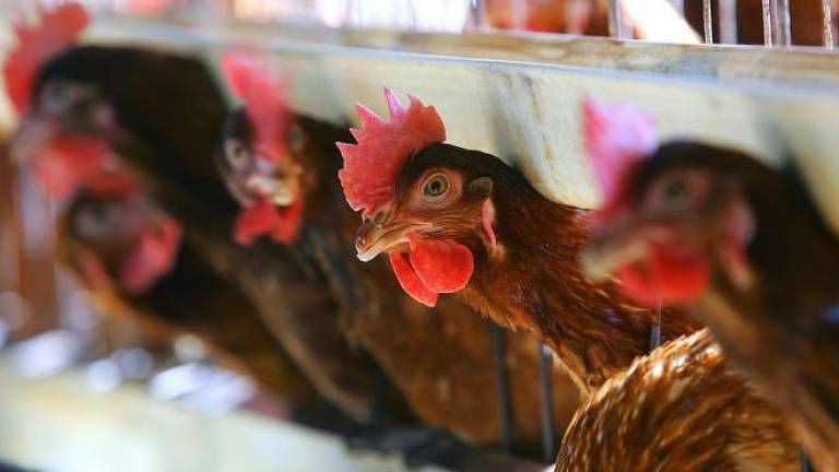De acordo com o diretor da fazenda-escola onde ocorreu o incidente, galinhas podem facilmente atacar invasores mais fracos