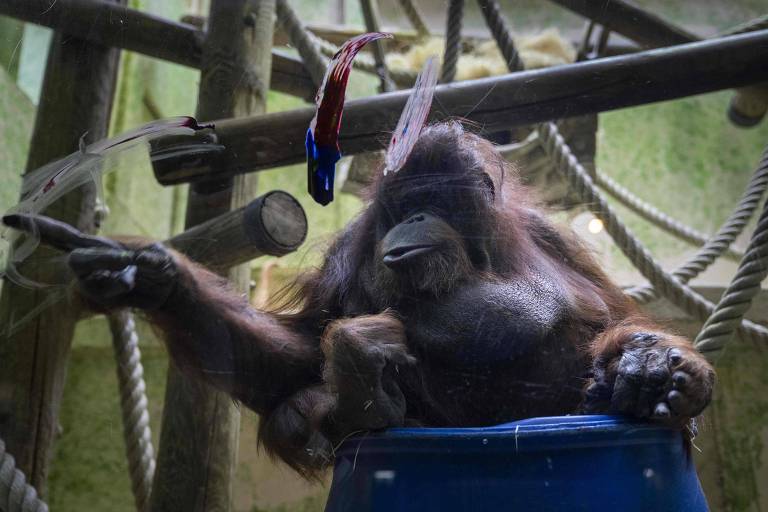 A orangotango Nénette, do zoológico de Paris, completará 50 anos em 2019