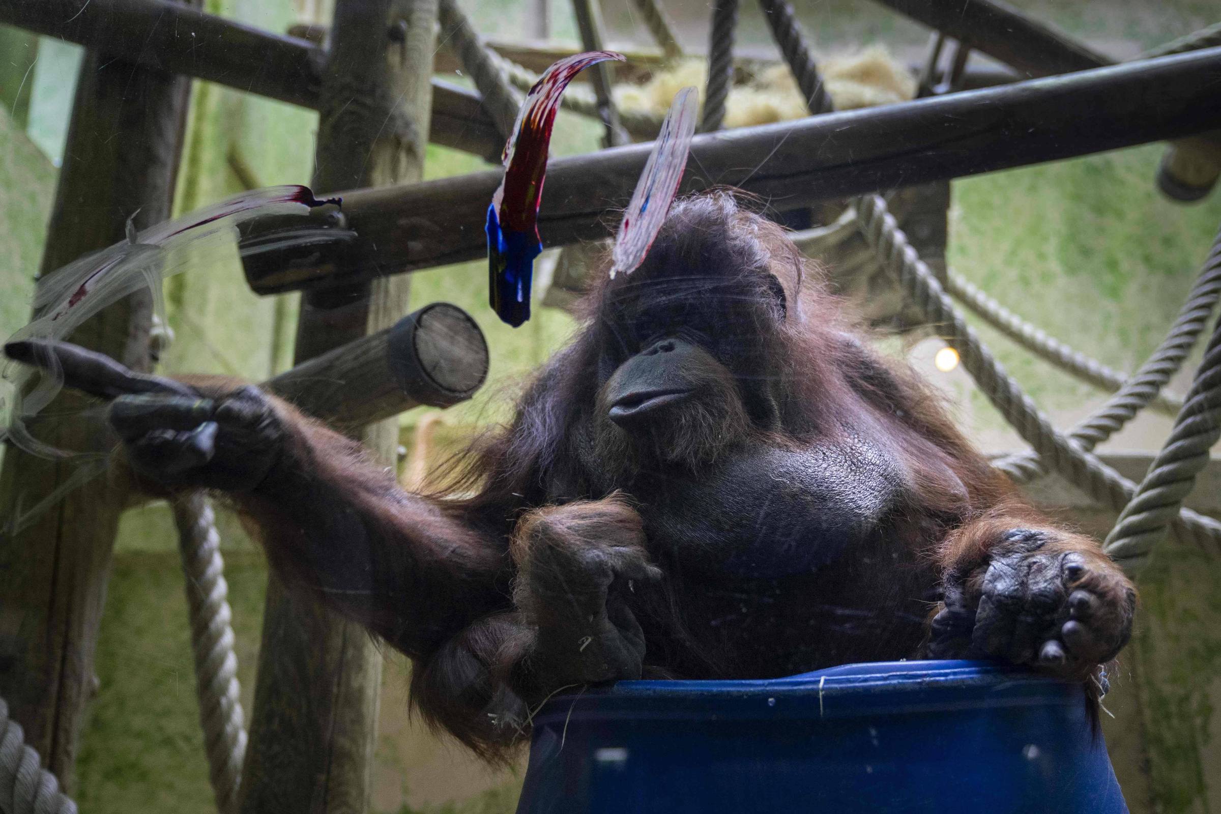 F5 - Bichos - Nénette, a orangotango pintora do zoológico de Paris, completará 50 anos de idade em junho