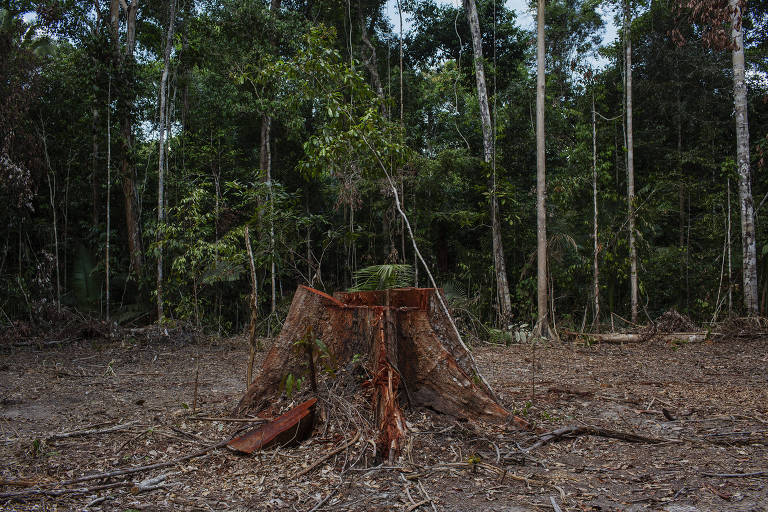 Área desmatada para grilagem dentro da Floresta Nacional Bom Futuro em Rondônia