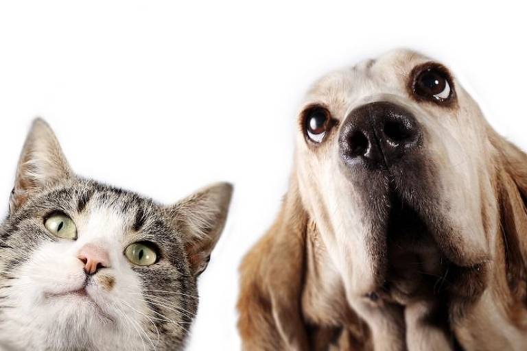 Tarcísio veta projeto que proibiria venda de animais em pet shops; entidades reagem