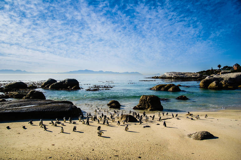 Pinguins em praia, com pedras no mar