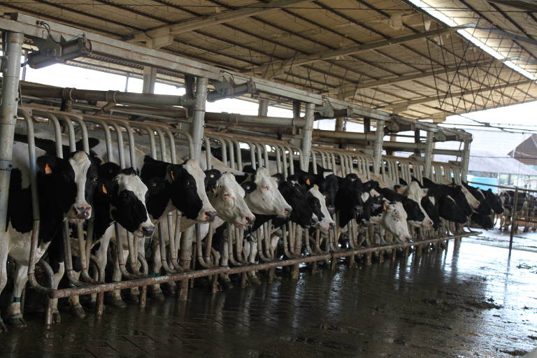 Vacas holandesas aguardam a hora da ordenha em Carambeí