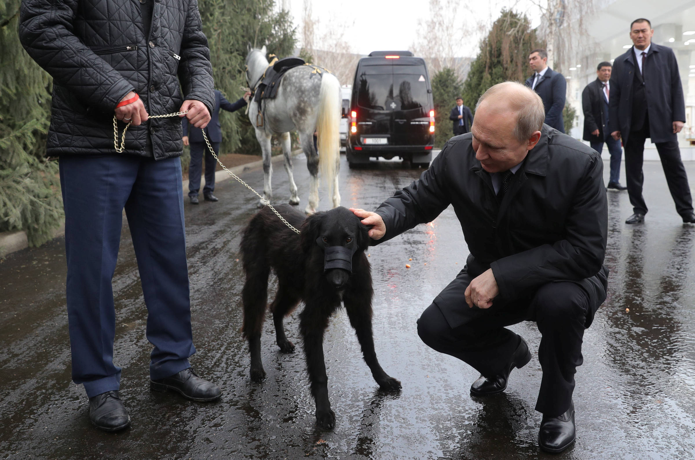 Собака Путина Фото Лабрадор Ретривер