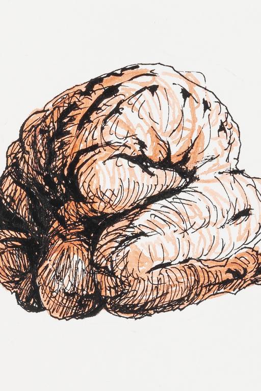 Ilustração de Lourenço Mutarelli para edição de ‘A Metamorfose’, obra de Kafka relançada pela Antofágica, mostra o protagonista da trama se transformando em uma barata&#8194;