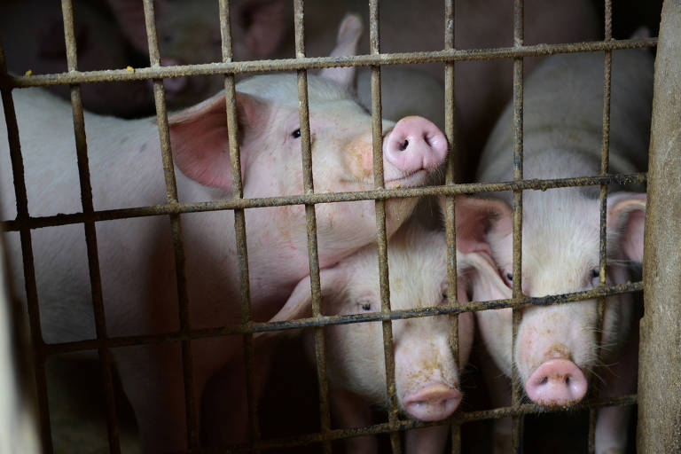 China tem novo surto de peste suína