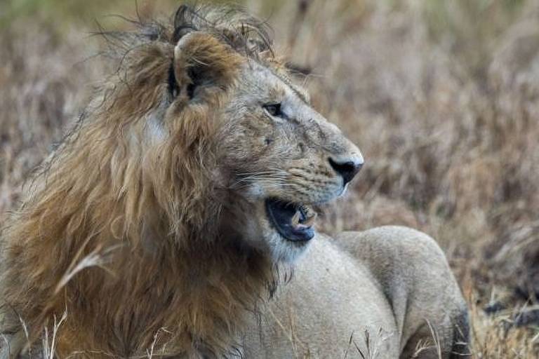 Há cerca de 2 mil leões no Parque Nacional Kruger