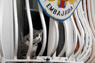 FILE PHOTO: Julian Assange's cat sits on the balcony of Ecuador's embassy in London