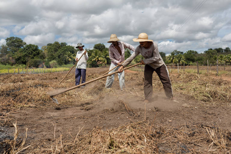 Pequenos agricultores usam fogo para ajudar a limpar o terreno do novo plantio de feijão na Bahia