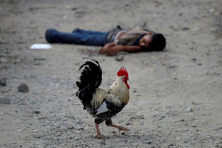 Um galo próximo ao corpo de um membro da gangue Barrio-18 em São Pedro Sula, de Honduras