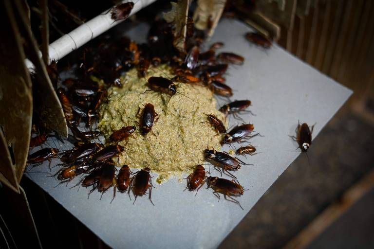 Baratas se alimentam em uma fazenda construída especialmente para a criação desses insetos para fins alimentícios, em Yibin, na China