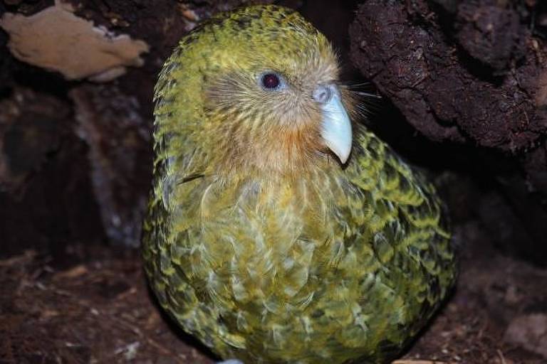 Kakapos chegaram a ser o pássaro mais comum da Nova Zelândia antes da colonização humana, que os deixou praticamente extintos