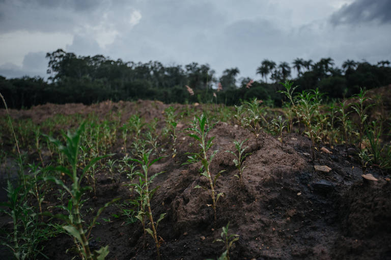 Vegetação começa a surgir na lama endurecida de rejeitos de minério que cobriu a região do Córrego do Feijão, em Brumadinho (MG)