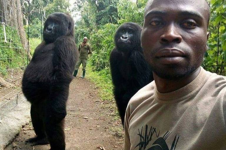 Os dois gorilas que aparecem nas imagens perderam as mães quando ainda bebês e foram salvos por guardas florestais