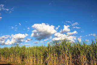 Plantação de cana-de-açúcar no município de Borá, em São Paulo
