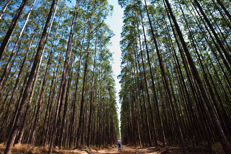 Corredor em plantação de eucaliptos com muitas árvores. Ao centro, uma estrada onde um homem caminha ao fundo. 