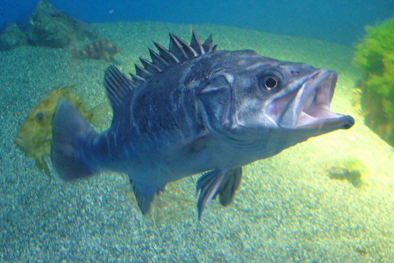 Peixes ameaçados de extinção