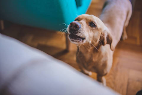 Dog barking at home , Small yellow dog barking at home. Credit Zivica Kerkez /   Stock Adobe