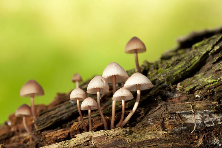Cogumelos alucinógenos (Psilocybe pelliculosa) têm substância que vem sendo estudada para tratar doenças
