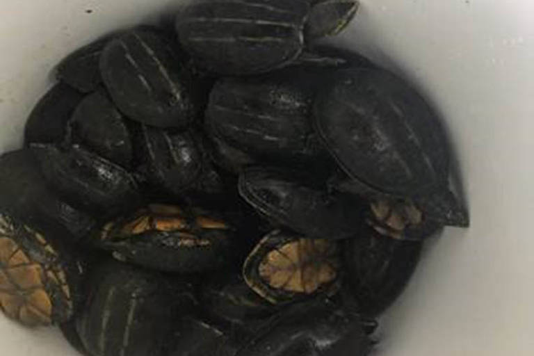 Além de jacaré bebê, 41 tartarugas foram encontradas no carro da mulher