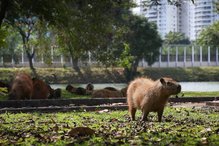 180 ideias de Capivaras em 2023  capivaras, capivara, capivara desenho