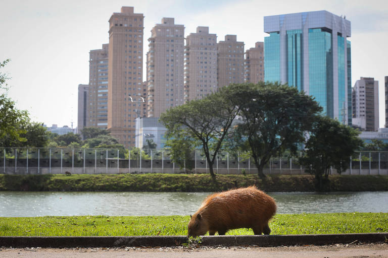 Enzimas descobertas no intestino da capivara podem facilitar o