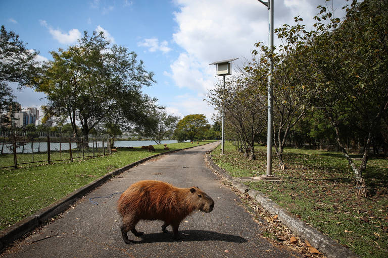 Mascote da Copa América, capivara tem contaminação por metais