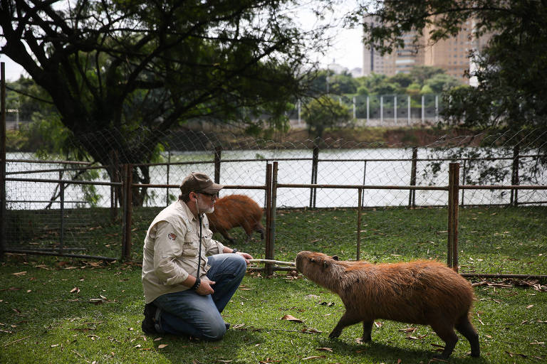 Enzimas descobertas no intestino da capivara podem facilitar o