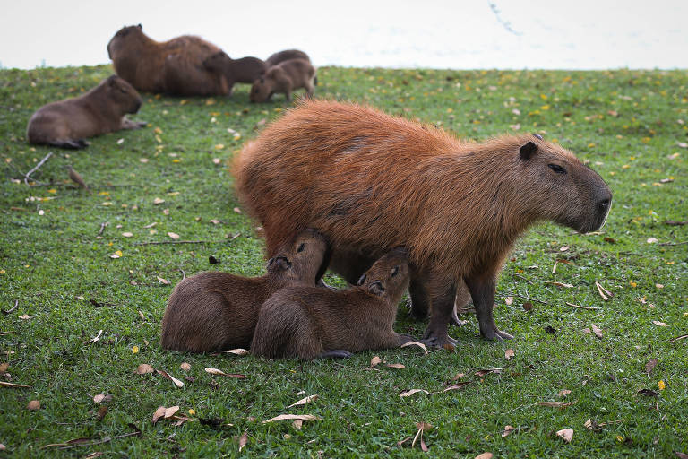 meu nome e clara a capivara libera pfv｜Pesquisa do TikTok